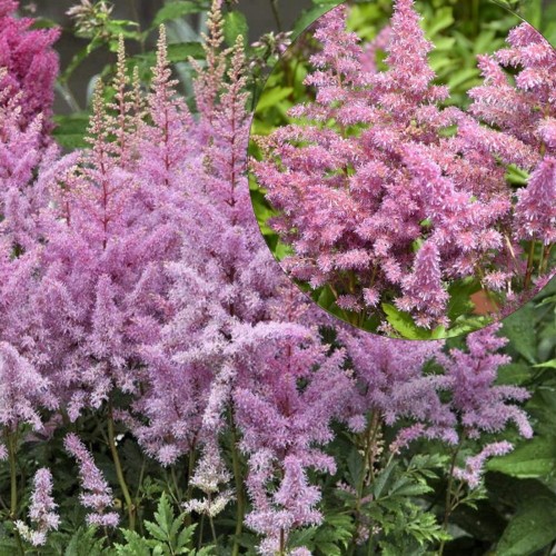 Astilbe arendsii 'Younique Lilac' - Arendsi astilbe 'Younique Lilac' C1,5/1,5L